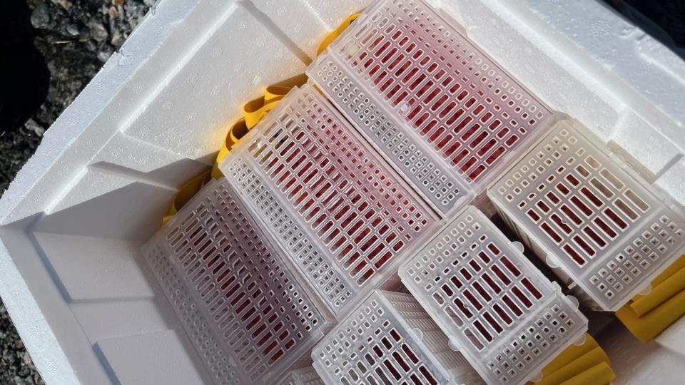 Lenke til artikkel: Utsetting av rognbokser i Litldalen