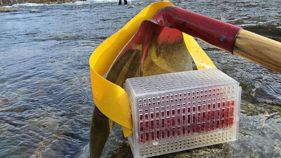 Lenke til artikkel: Utsett av rogn i Skeidsdalselva, Torvikelva og Batnfjordselva