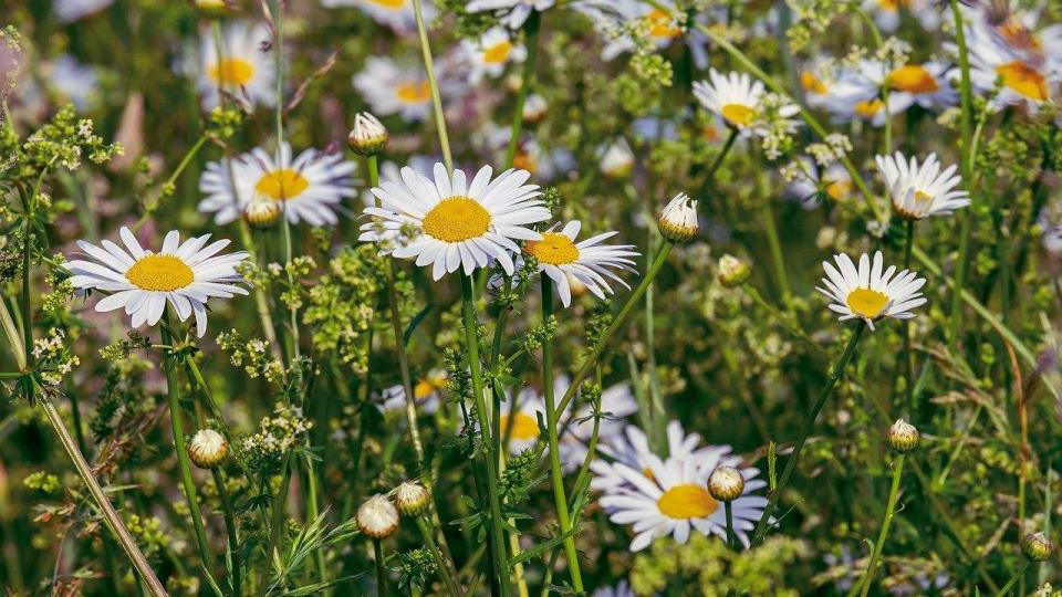 Lenke til artikkel: Kantslått langs kommunale veger